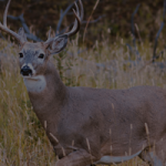 Best Archery Hunting
