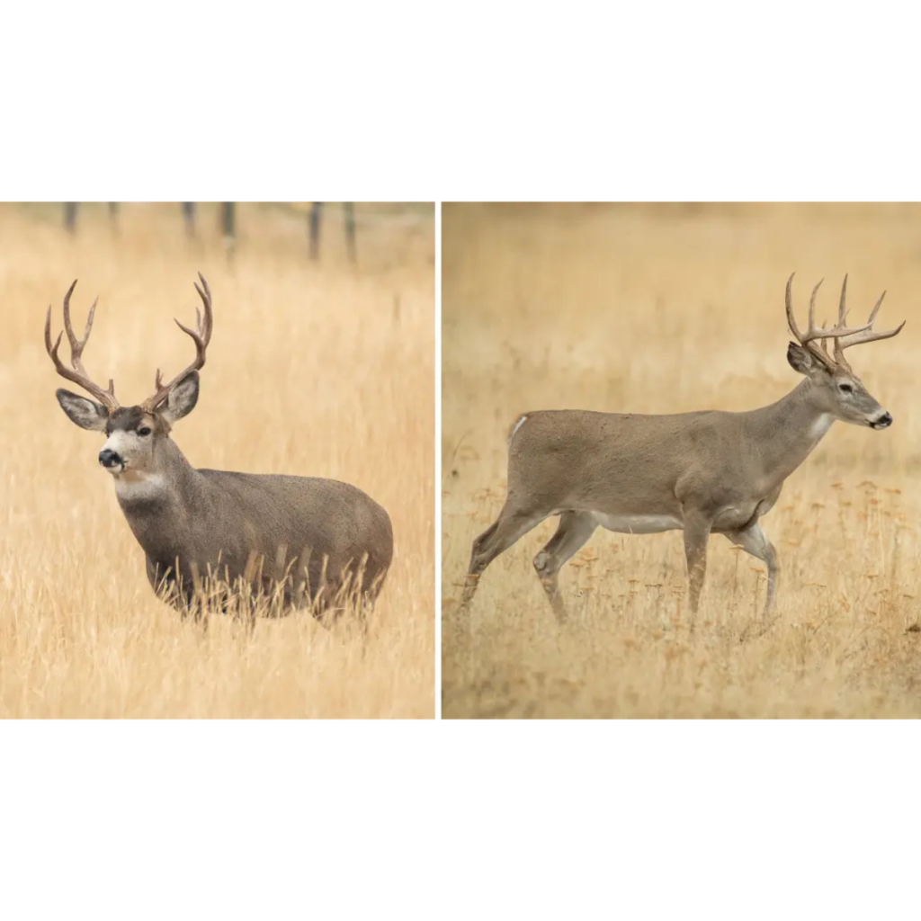 Hunting Whitetail vs. Mule Deer